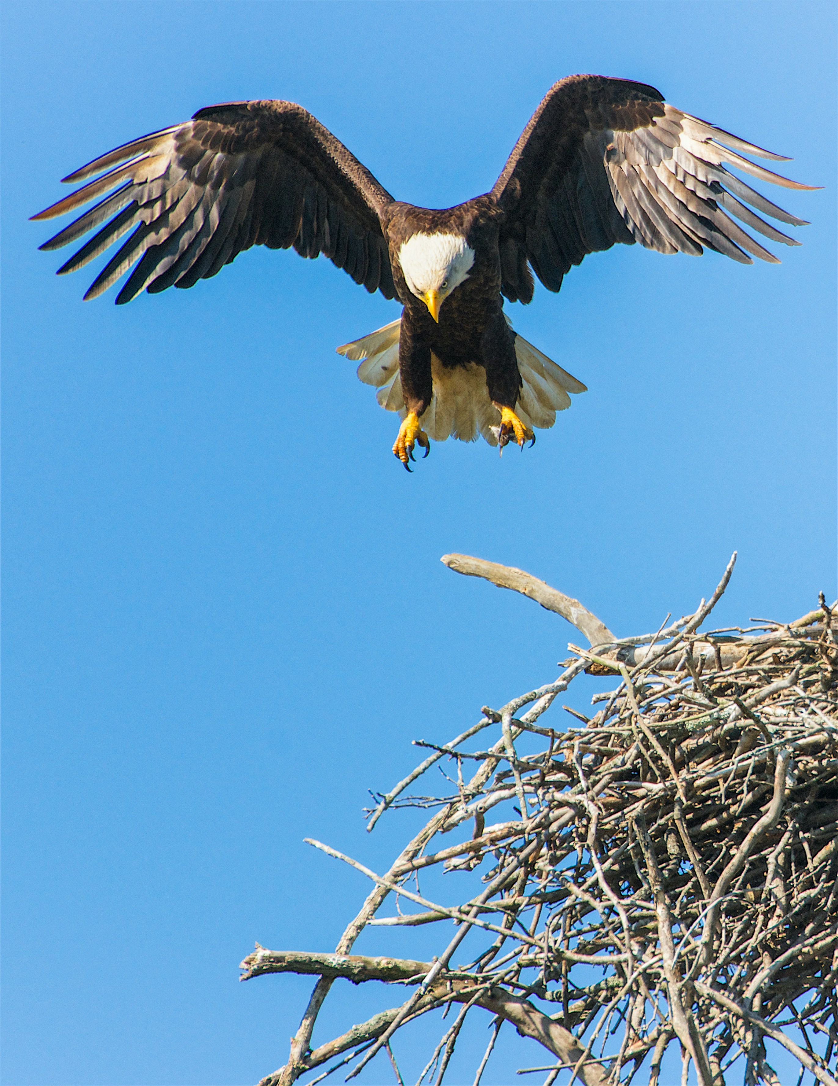 For one season, I was able to photograph eagles at a nest. They were not bothered by my presence and in the morning the light was reasonably good. Sadly, that winter the tree blew down, and I have yet to find such an ideal site for eagle photography.